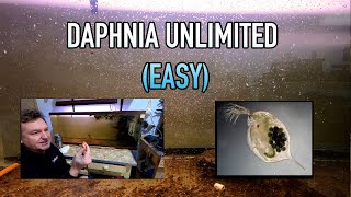 How I Raise Daphnia Water Fleas And You Can Too [upl. by Omle]