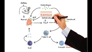 Pharmacology  DRUGS FOR ASTHMA AND COPD MADE EASY [upl. by Nnomae75]