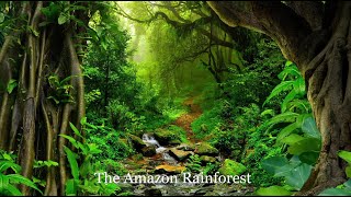 The Amazon rainforest  Brazil [upl. by Kassab]