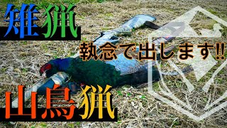 【雉猟・山鳥猟】執念で必ず出します！猟系ラブラドールのキジ・ヤマ出し [upl. by Hardie]