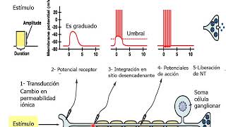 Sistemas Sensoriales  Neurobiología [upl. by Barclay425]