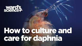 Caring and Culturing for Daphnia [upl. by Onitram]