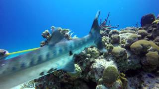 Barracuda Attacks And Devours Lionfish UHD 4k [upl. by Ativad]