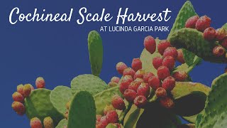 Cochineal Harvest at Lucinda Garcia Park [upl. by Wernick]