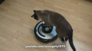 Cat shows HOW TO use iRobot Roomba Vacuum [upl. by Leoni198]