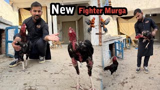 Fighting Ke Liye New Aseel Murga Le Liya  Shahzad Aslam Pets [upl. by Ianaj117]