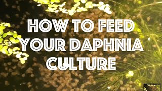 How To Feed Your Daphnia Culture [upl. by Ardnak]