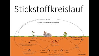 Stickstoffkreislauf  Stickstoffatomkreislauf  Ökologie  Biologie Schule [upl. by Inalaehon]