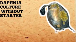 HOW TO CULTURE DAPHNIA NATURALLY WITHOUT A STARTER [upl. by Clo888]