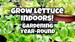 How to Grow Lettuce Indoors  Gardening YearRound [upl. by Kone]