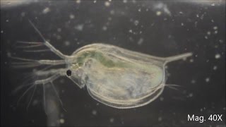 Daphnia magna under the Microscope [upl. by Aratas243]