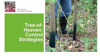 TreeofHeaven Control Strategies [upl. by Manton]