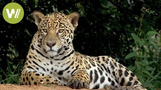 Secret Brazil Jaguar the king of the Pantanal  Animal documentary  Part 12 [upl. by Brunell]