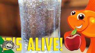 How to culture Vinegar Eels The EASY Way Live Fish Food [upl. by Cynthla]