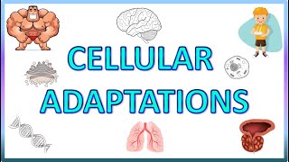 Cell Adaptations  Pathology  Hypertrophy Hyperplasia Atrophy amp Metaplasia [upl. by Carlo]