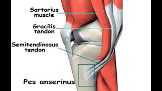 Two Minutes of Anatomy Pes Anserine [upl. by Dlaniger]