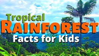 Rainforest Facts for Kids  All About the Amazon amp Other Tropical Rainforests [upl. by Nadeen]