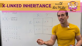 Xlinked Inheritance and Punnett Squares [upl. by Traver890]