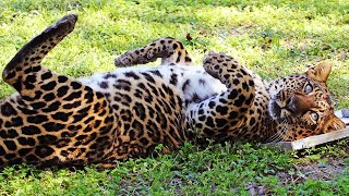 What Sound Does A Leopard Make [upl. by Mauricio64]