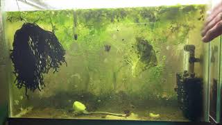 Scuds Daphnia Cherry Shrimp Copepods My aquatic food culture [upl. by Ilise]