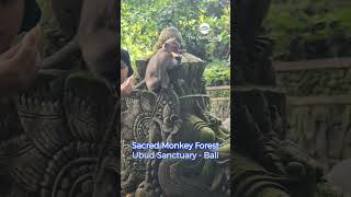 Sacred Monkey Forest Ubud Bali [upl. by Brottman722]