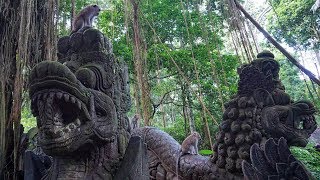 Ubud Monkey Forest The Sacred Monkey Sanctuary in Bali [upl. by Rossy]