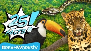 25 Facts About the AMAZON RAINFOREST  25 FACTS [upl. by Aisyla830]