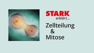 Zellzyklus und Mitose  STARK erklärt [upl. by Ytisahc]