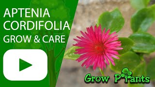 Aptenia cordifolia  grow care harvest amp EAT Baby sun rose [upl. by Anilemrac]