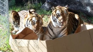 BIG CATS like boxes too [upl. by Colwen144]