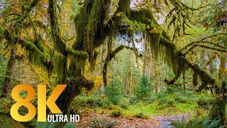 8K Rainforest Walk with Nature Sounds  Hall of Mosses Trail and Spruce Nature Trail [upl. by Eelarac]