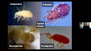 Identifying Mites [upl. by Proffitt881]