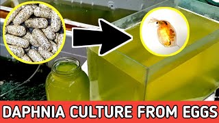 HOW TO HATCH DAPHNIA EGGS  HOW TO CULTURE DAPHNIA [upl. by Adnohsad]