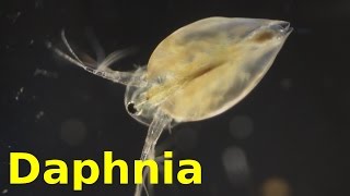 Daphnia [upl. by Haff]