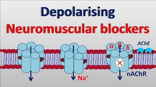 Depolarising neuromuscular blockers [upl. by Rma]