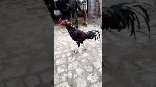 Pure Shamo Aseel Rooster Special Edition Aseel Murga  Mushka Aseel  Miawali Aseel [upl. by Annoved]