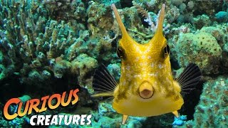 Longhorn Cowfish  Curious Creatures [upl. by Wurst]