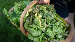 How to Clean and Store Lettuce [upl. by Atnamas]