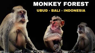 Bali Monkey Forest  Ubud Indonesia [upl. by Hammel]