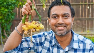 How to Grow Lots of Ginger in Containers [upl. by Aronoh]