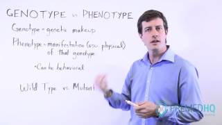 Genotype vs Phenotype [upl. by Hurff]