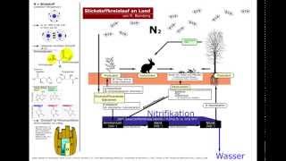 Stickstoffkreislauf an Land Nitrifikation [upl. by Anaitsirk696]