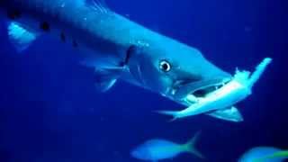 Barracuda Facts 10 facts about Barracudas [upl. by Nylannej]