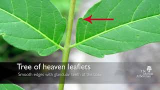 How to identify tree of heaven Ailanthus altissima and spotted lanternfly [upl. by Ellerihs]