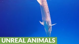 Giant barracuda attacks with torpedo like speed [upl. by Tessi199]