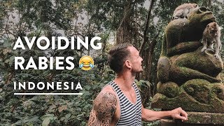 CRAZY MONKEY FOREST UBUD BALI  SACRED RABIES  Indonesia Travel Vlog 139 2018 [upl. by Yztim661]