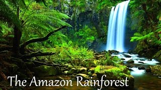 The Amazon Rainforest Facts HD [upl. by Aytida]