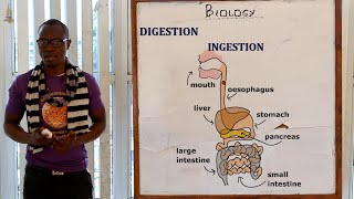 20 PART 1 The Digestive System Biology Form 1 [upl. by Thenna]