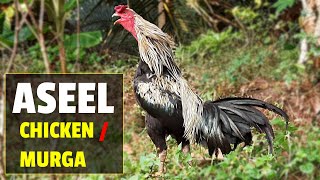 Aseel Chicken  Asil Chicken  Aseel Murga [upl. by Zsazsa234]