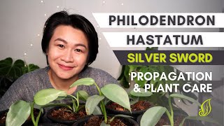 How to Propagate Philodendron Hastatum Silver Sword  Propagation amp Plant Care [upl. by Hurwit104]